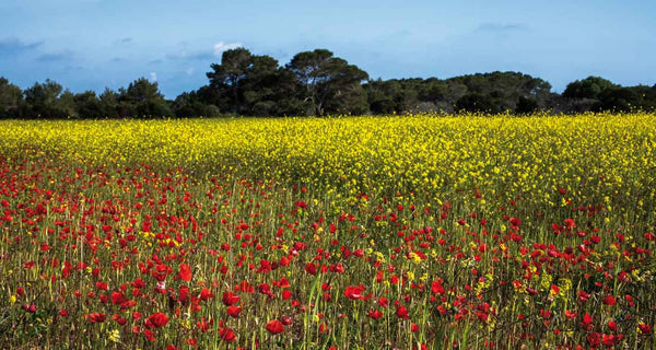 Formentera "In A Pure State" Vol. 1 - Juan Picca Photographs  Book.