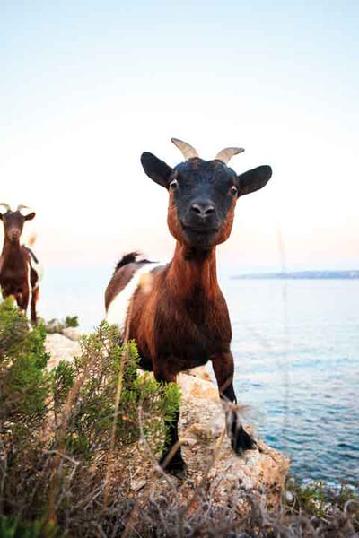 Formentera "In A Pure State" Vol. 1 - Juan Picca Photographs  Book.