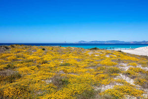 MAR ILLETAS PRIMAVERA- MAR