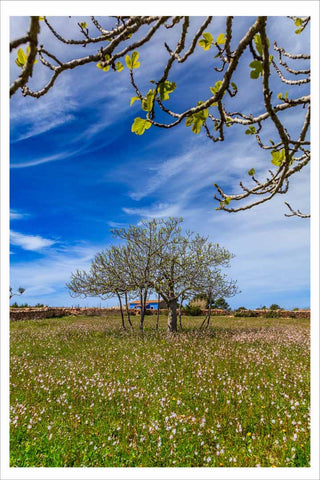 HIGUERA Y CASA AZUL - CAMPO