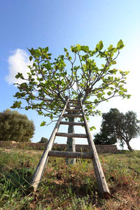 ESCALERA AL HIGO - CAMPO