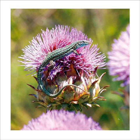 LAGARTIJA FLOR - CAMPO