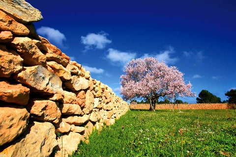 ALMENDRO Y MURO - CAMPO