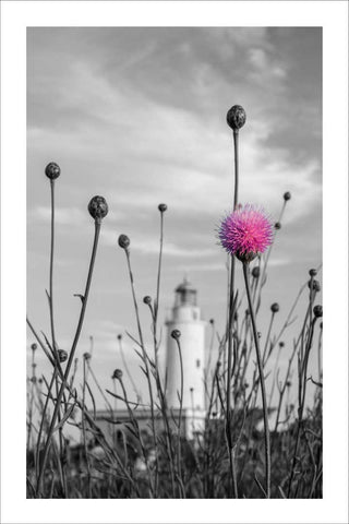 FARO MOLA FLORES BNC- FAROS Y NOCTURNAS