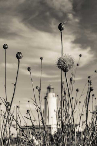 FARO MOLA FLORES BN - FAROS Y NOCTURNAS