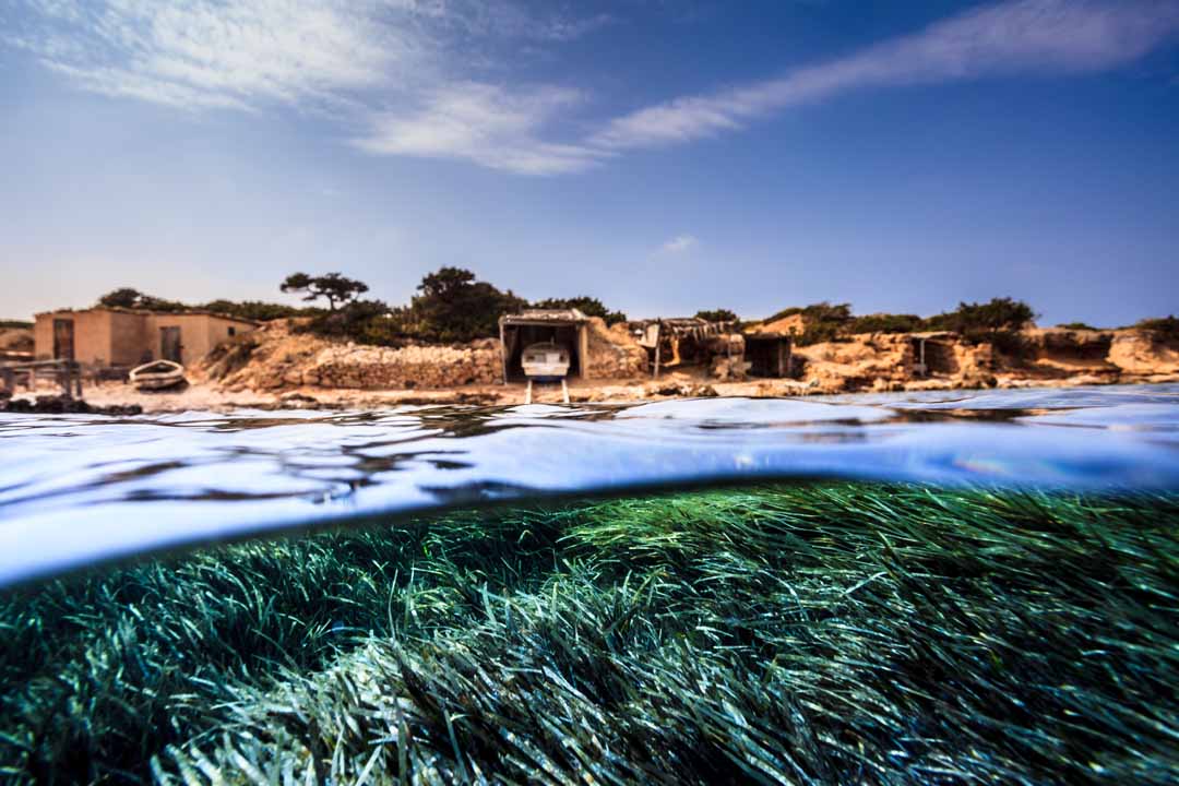 POSIDONIA PUNTA PEDRERA - SUB