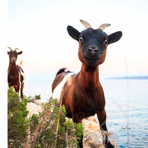 CABRA LOCA - CAMPO