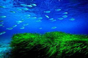 PECES POSIDONIA - SUB