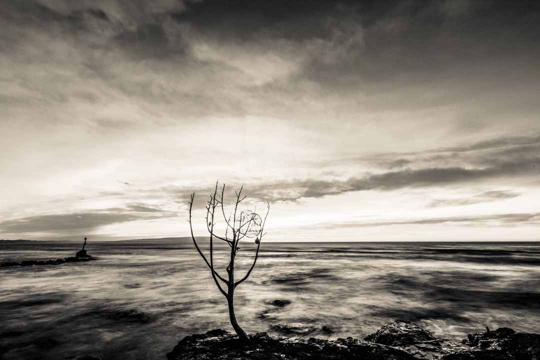 VARADERO SA ALGA ARBOL 2  - BARCOS